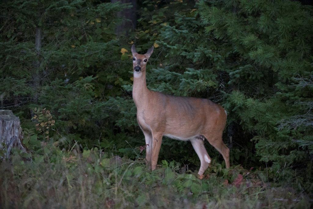 Doe at Dawn