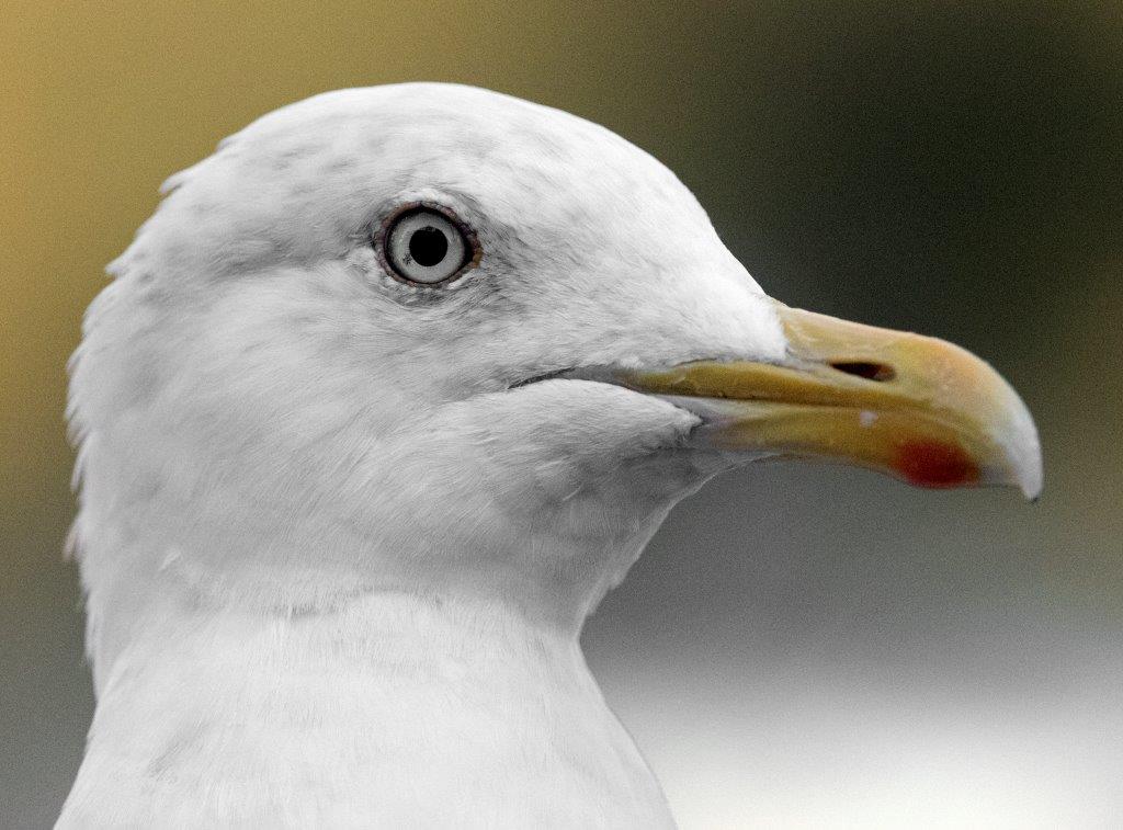 Tame herring gull