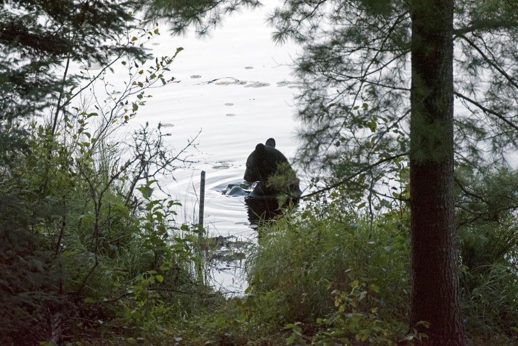 Bear in Woods Lake