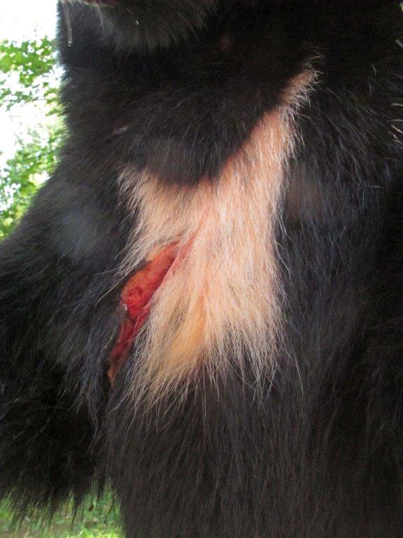 Curtis' wound