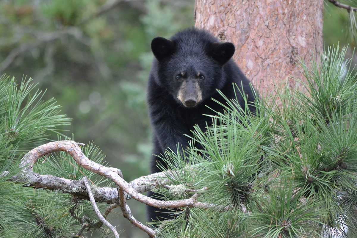 Fern's cub in tree - 9/1/16