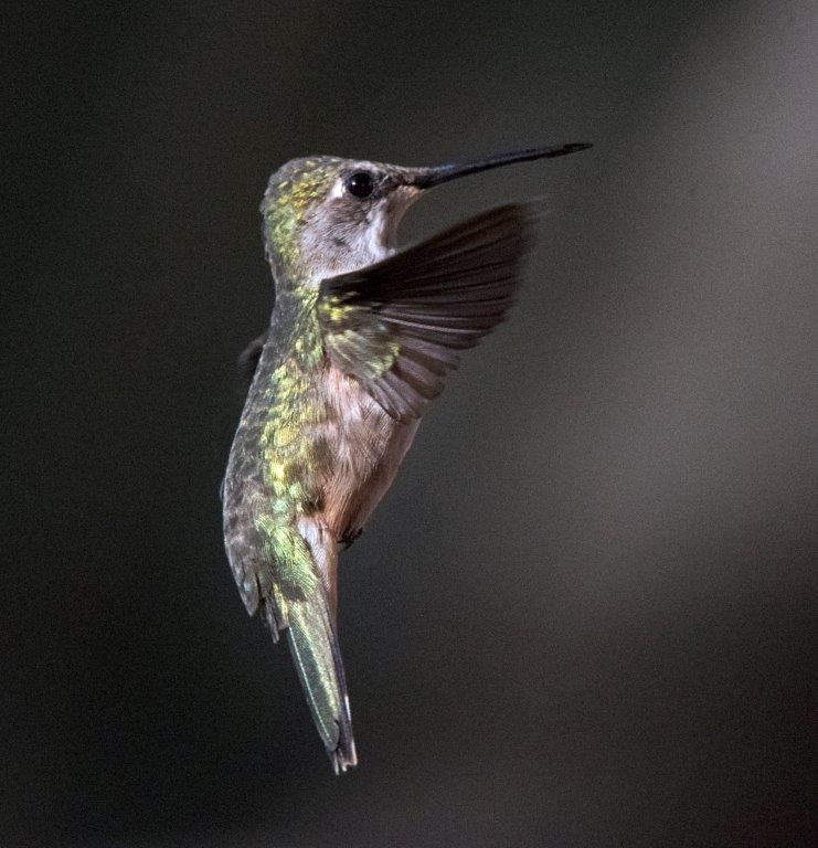 Female hummingbird
