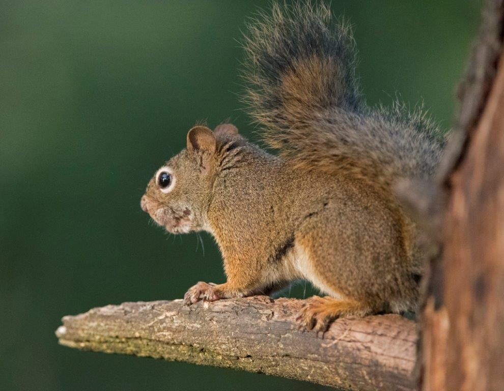 Red squirrel