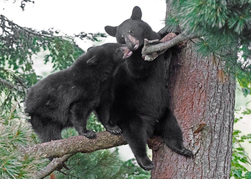 Samantha's cubs