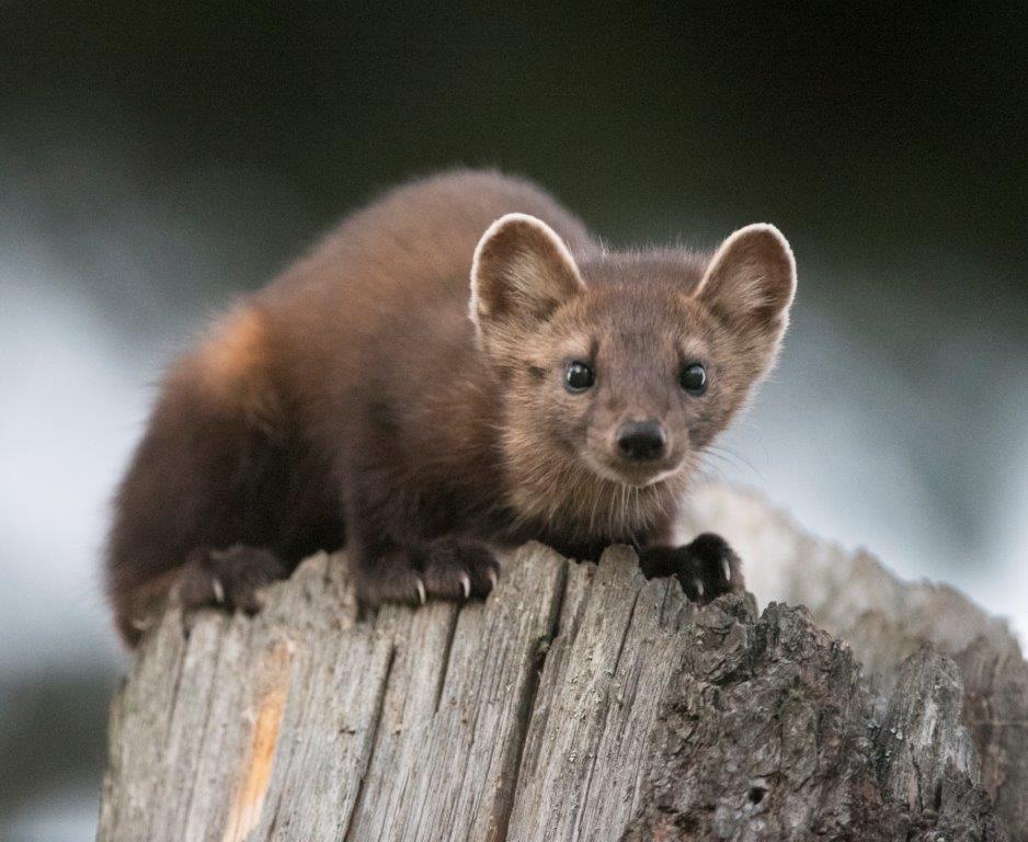 Pine Marten