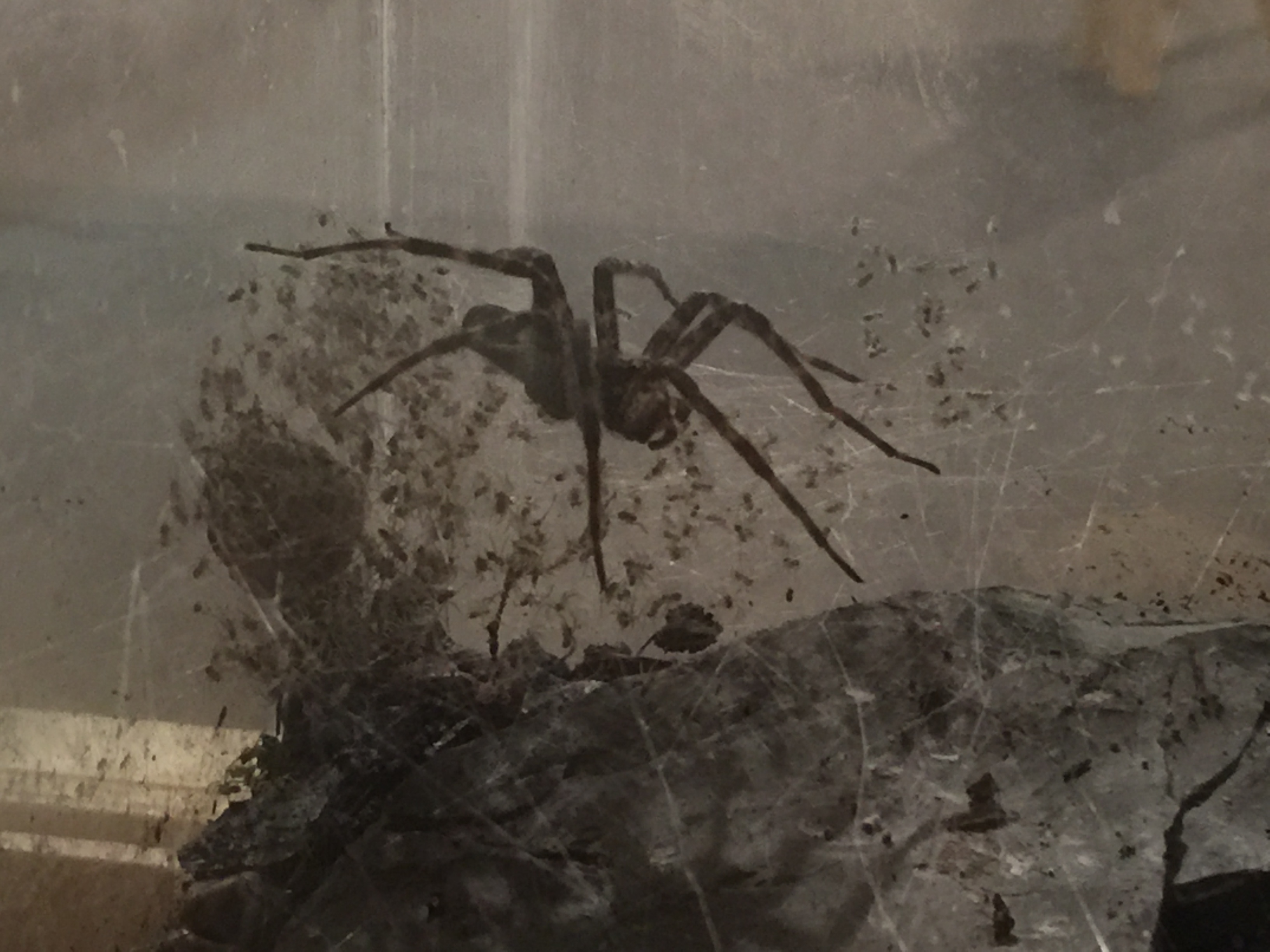 Fishing spider
