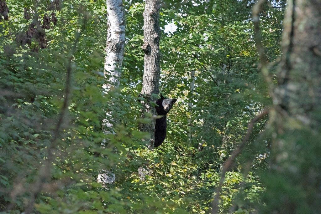 Samanthas cub in tree