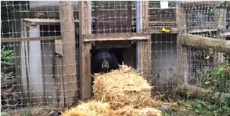 Holly, surrounded by straw