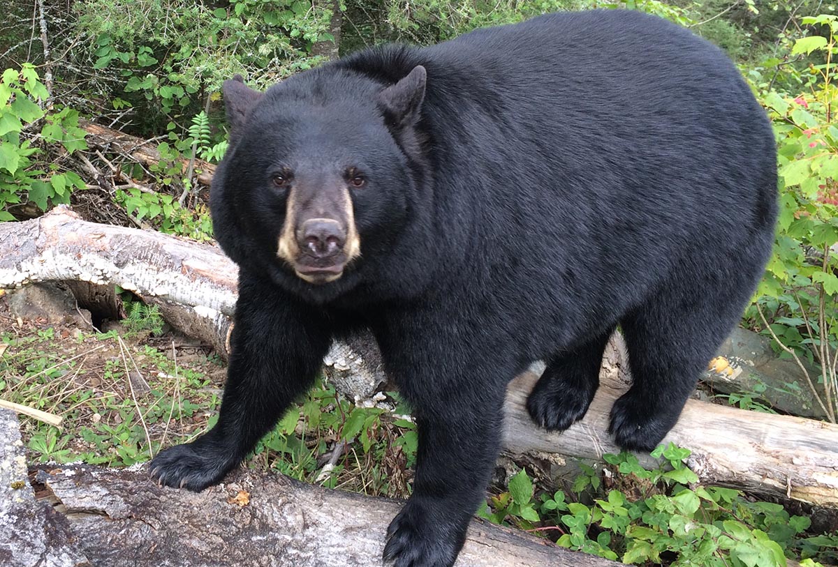 Holly in her thick coat