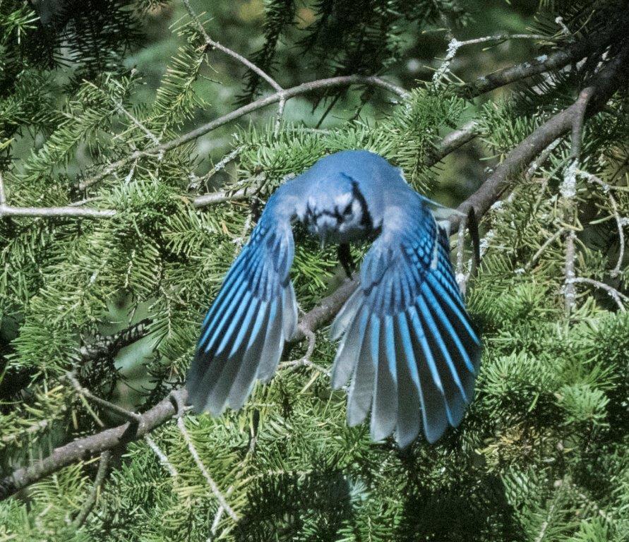 Blue jay flying in for a walnut