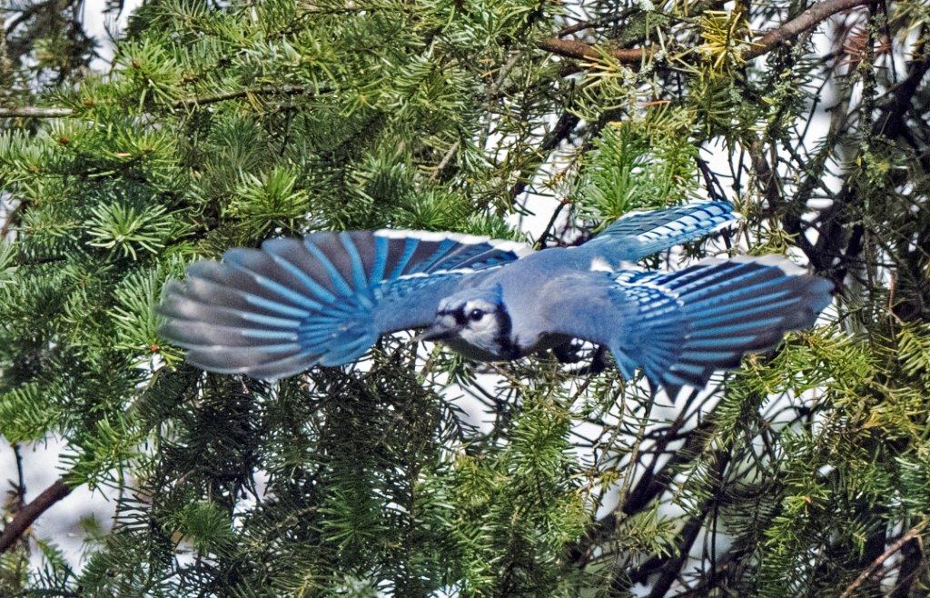 Blue jay flying