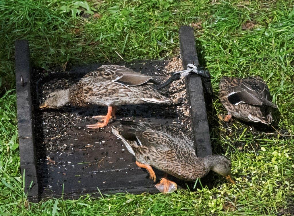 Mallards at the WRI