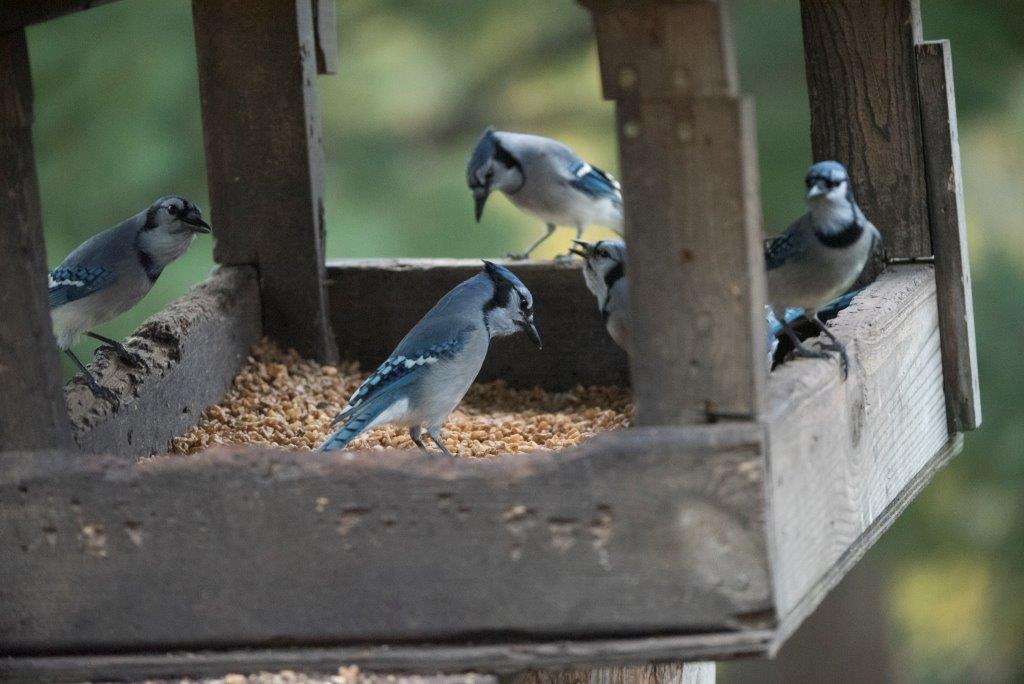 Blue jays at feeder