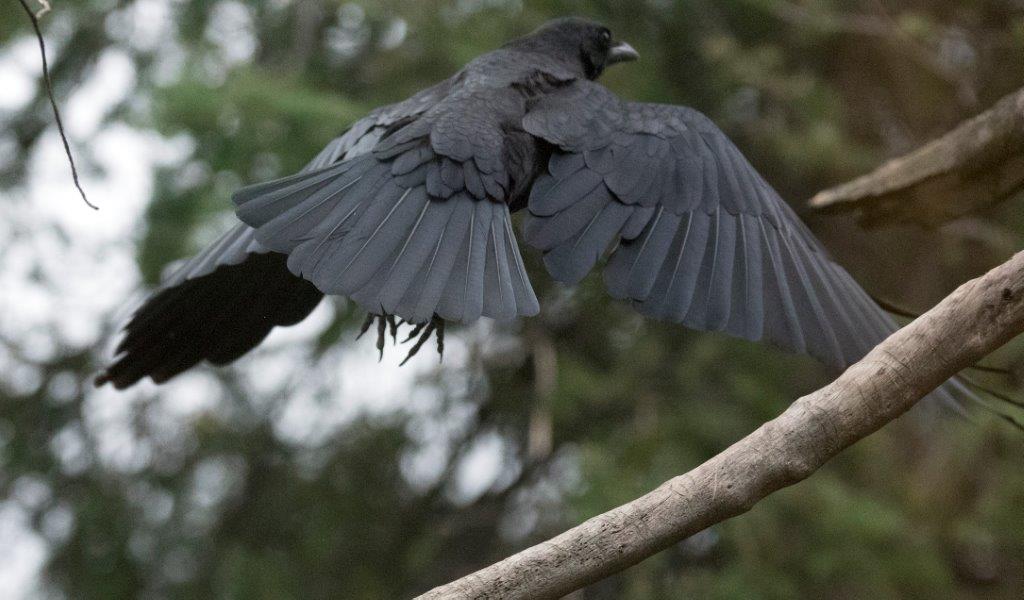 Crow flying away