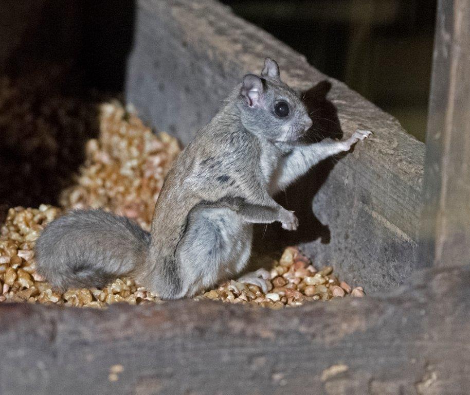 Northern flying squirrel