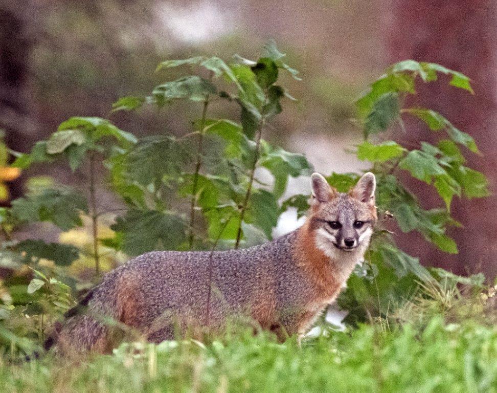 Gray Fox