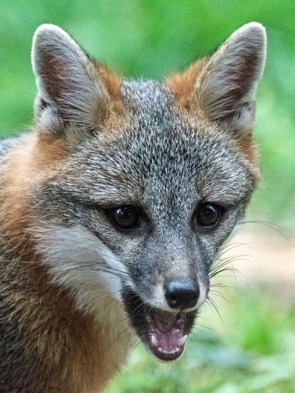 Gray fox face
