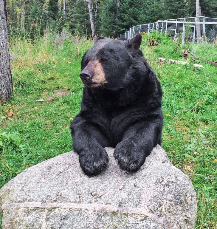 Ted