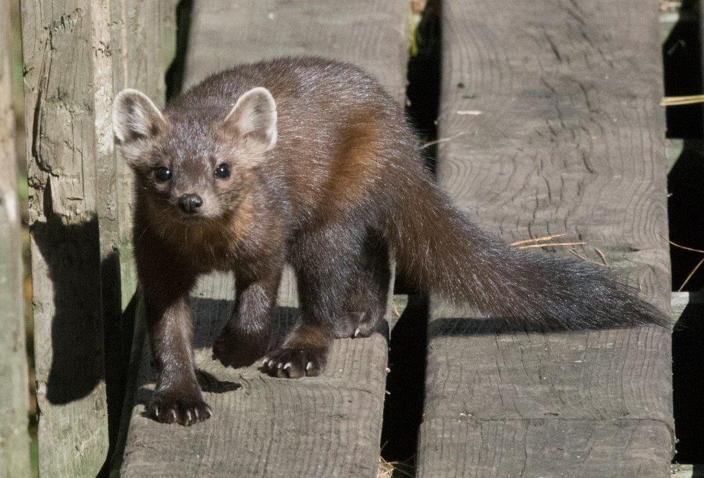 Female pine marten