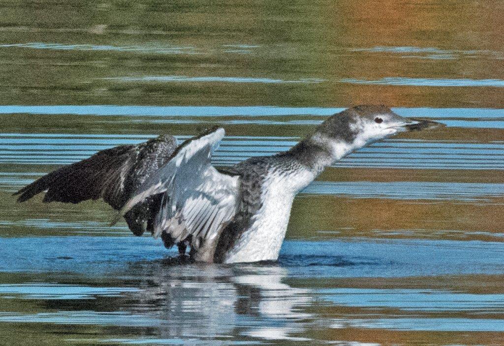 Loon molting