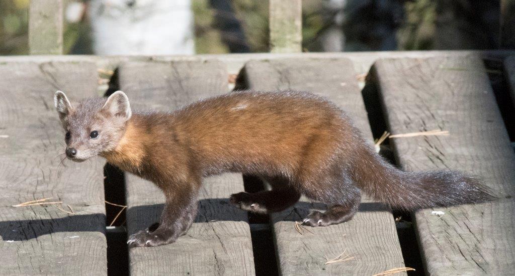 Male pine marten