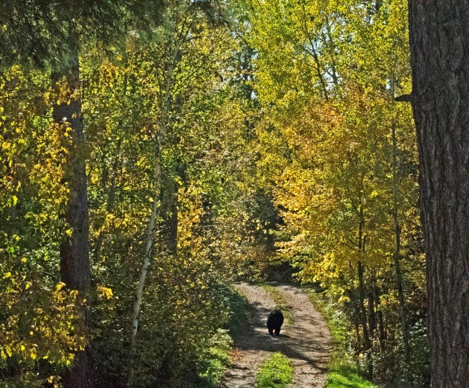 Bear in fall colors