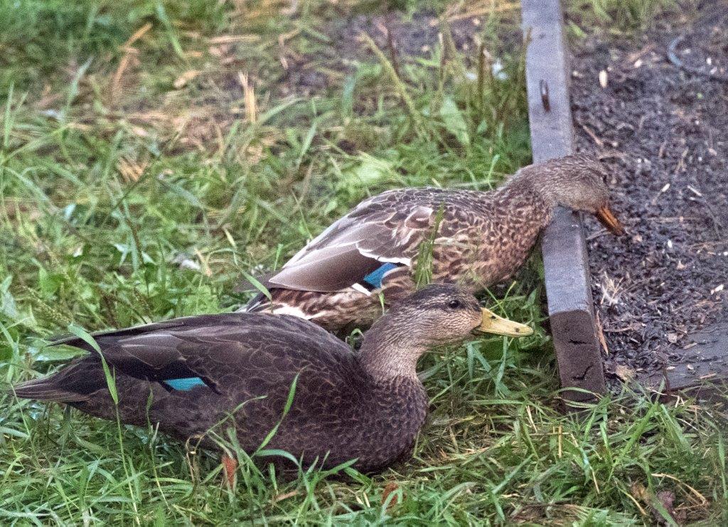 Black duck male