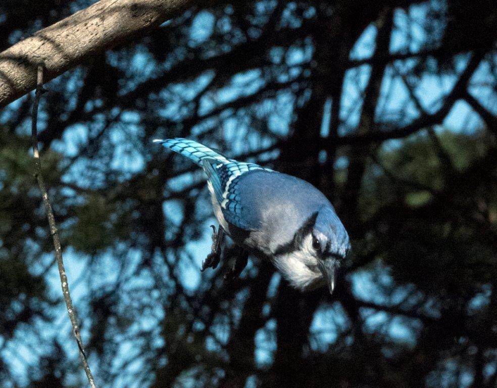 Blue Jay Freefall