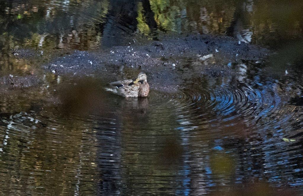 Mallard