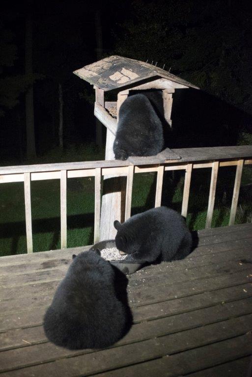 Samantha and Kimani's cubs