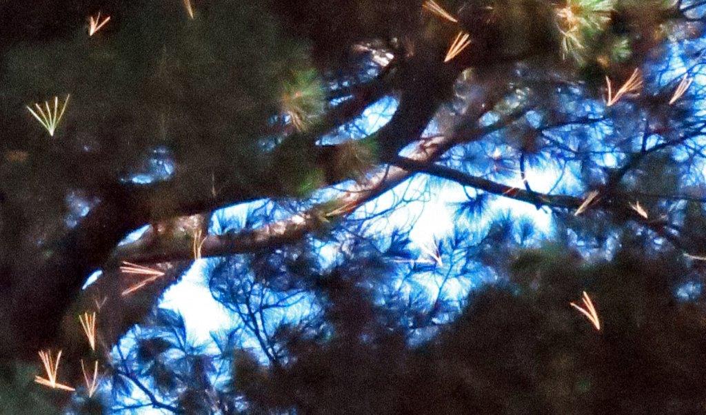 White pine needles falling