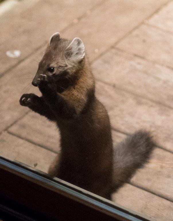 Pine marten male 