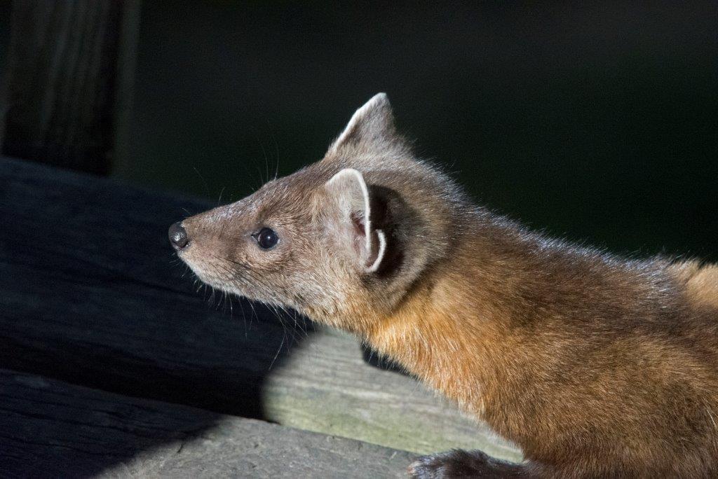 Pine marten male stalking