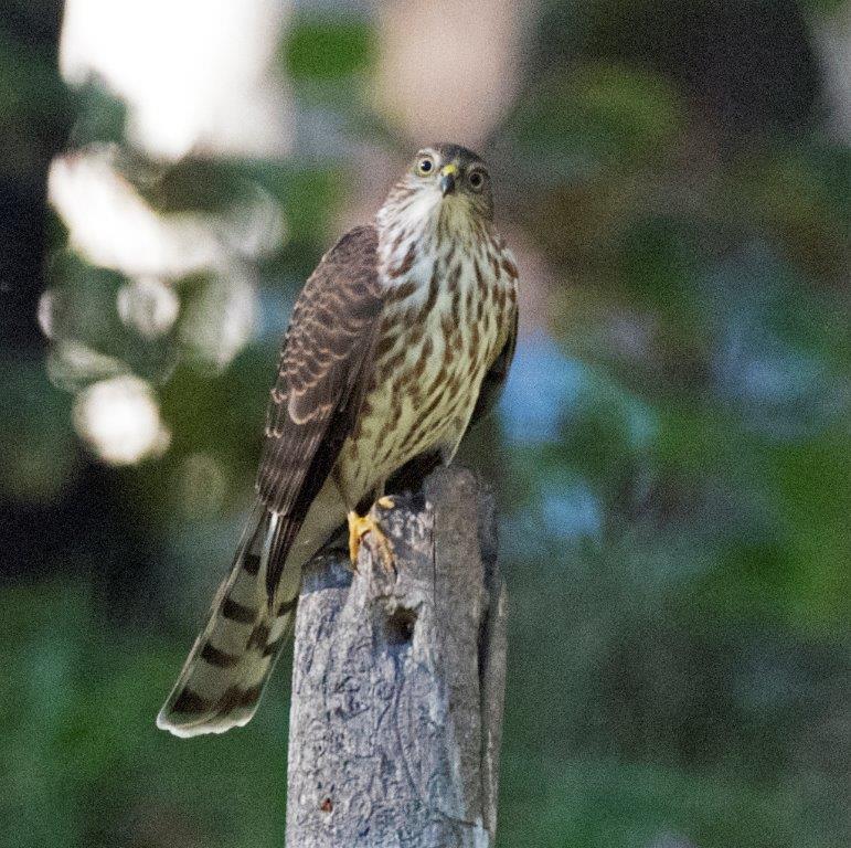 Sharp Shinned Hawk