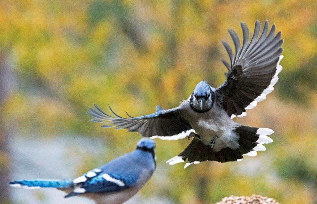 Blue jay coming in