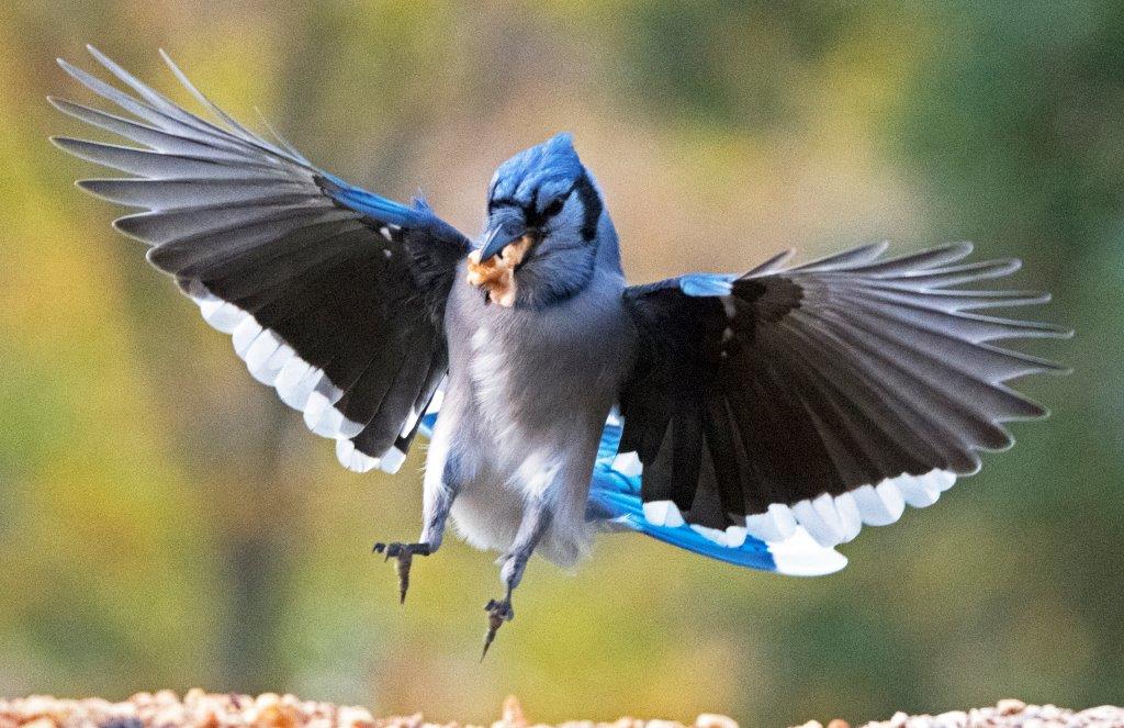 Blue jay