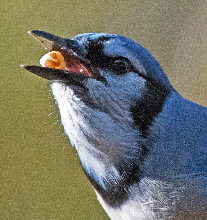 Blue jay