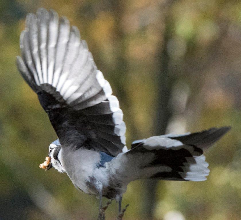 Blue jay