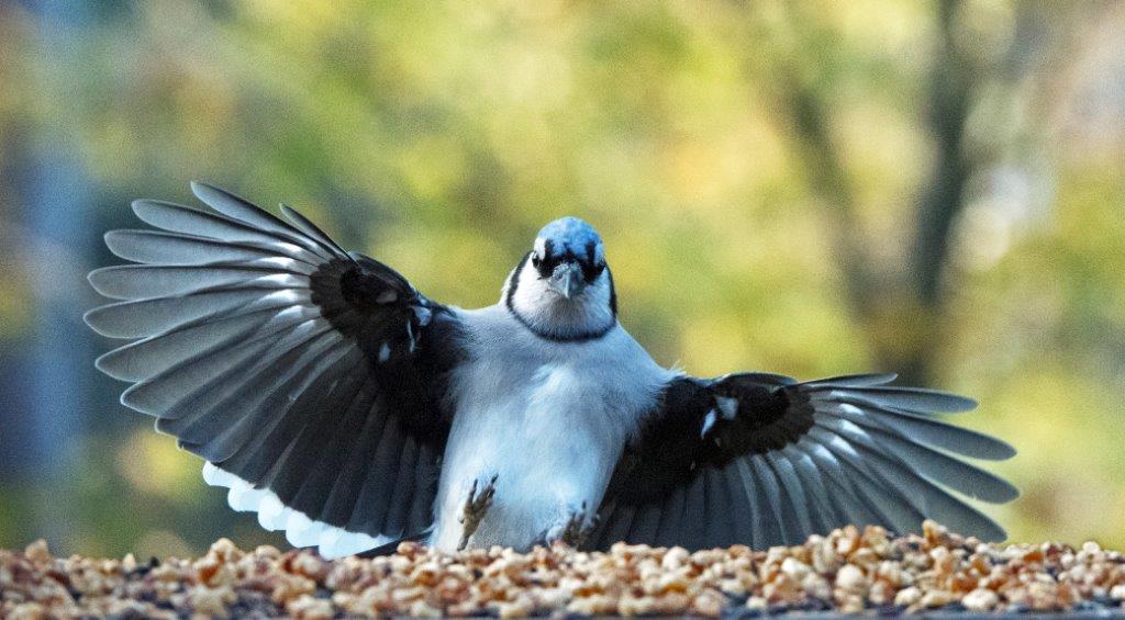 Blue jay