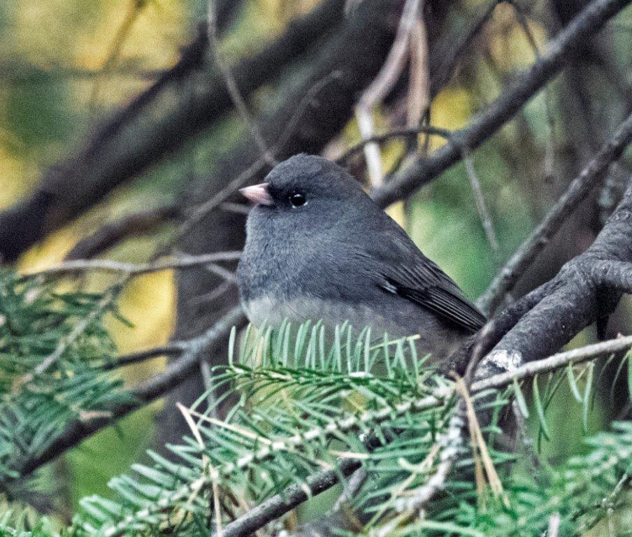 Dark-eyed junco