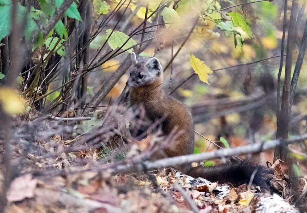 Pine Marten