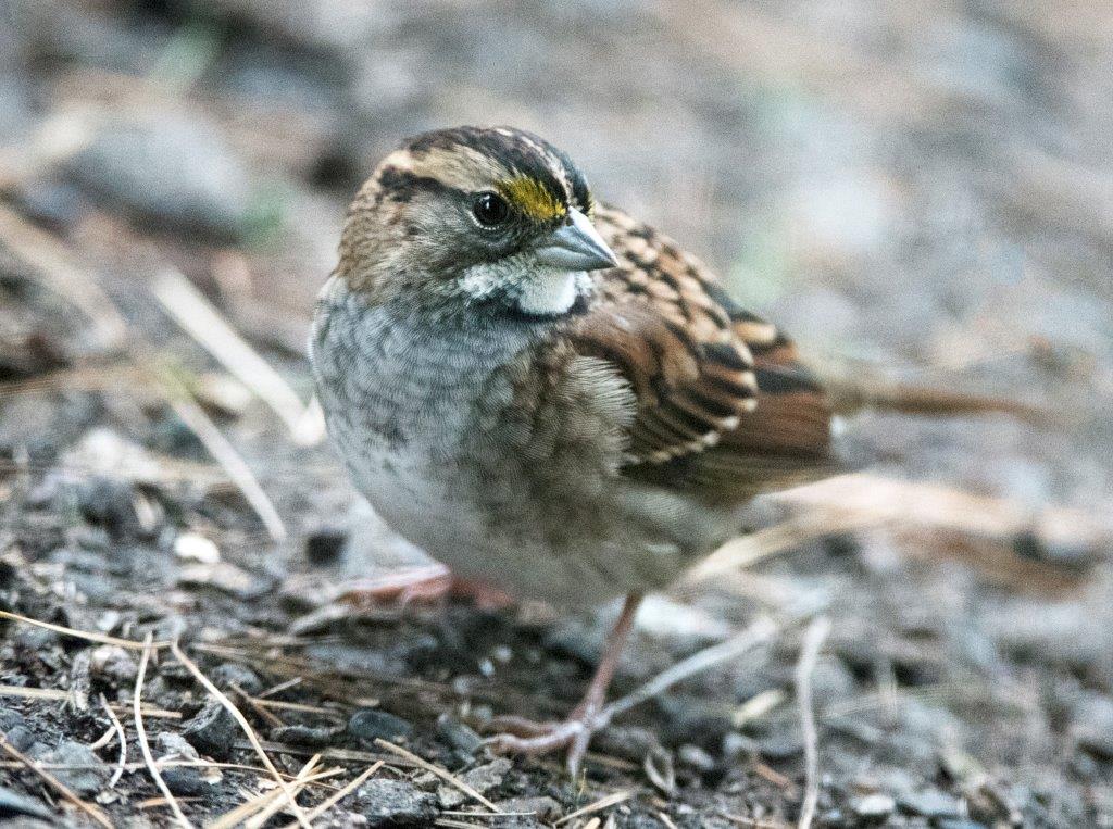 White-throated sparrow tan striped