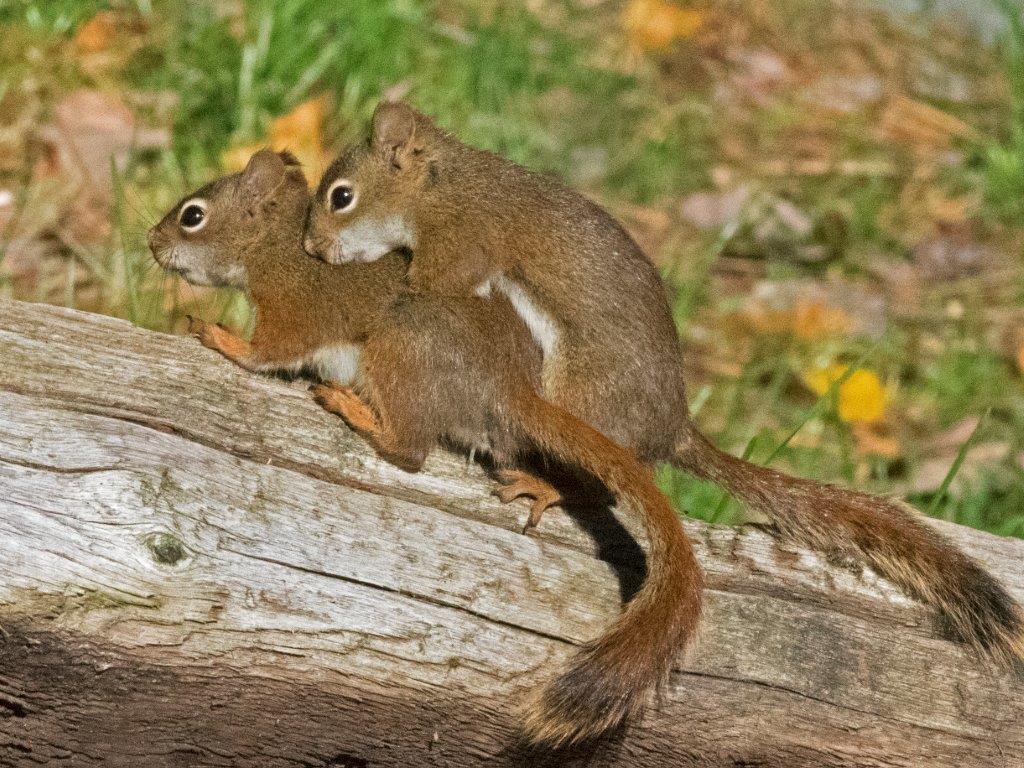 Red Squirrels Mating