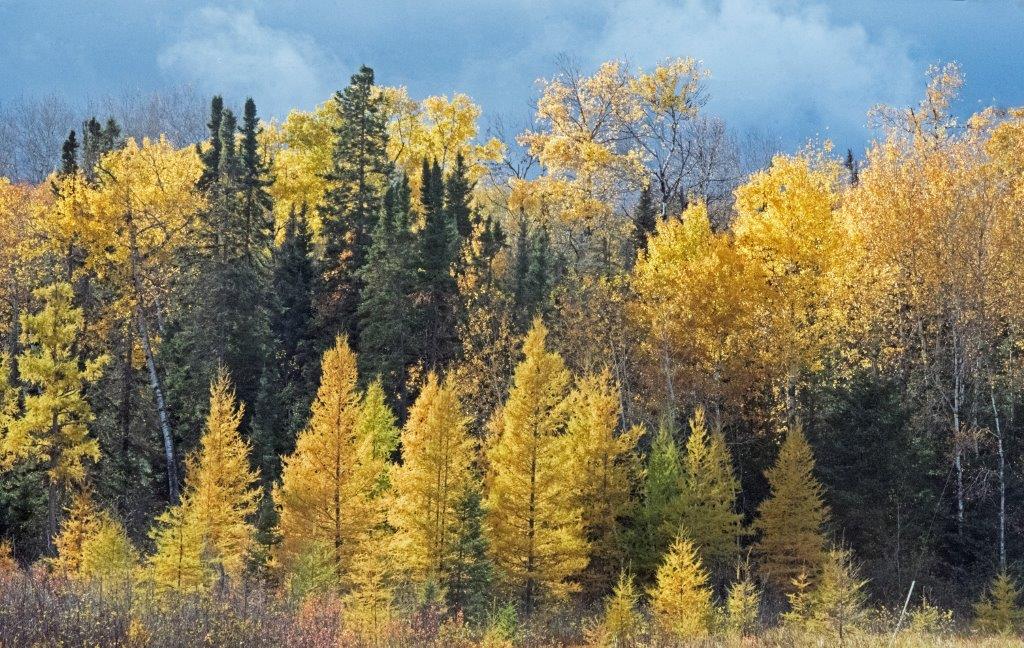 Tamaracks and Aspens