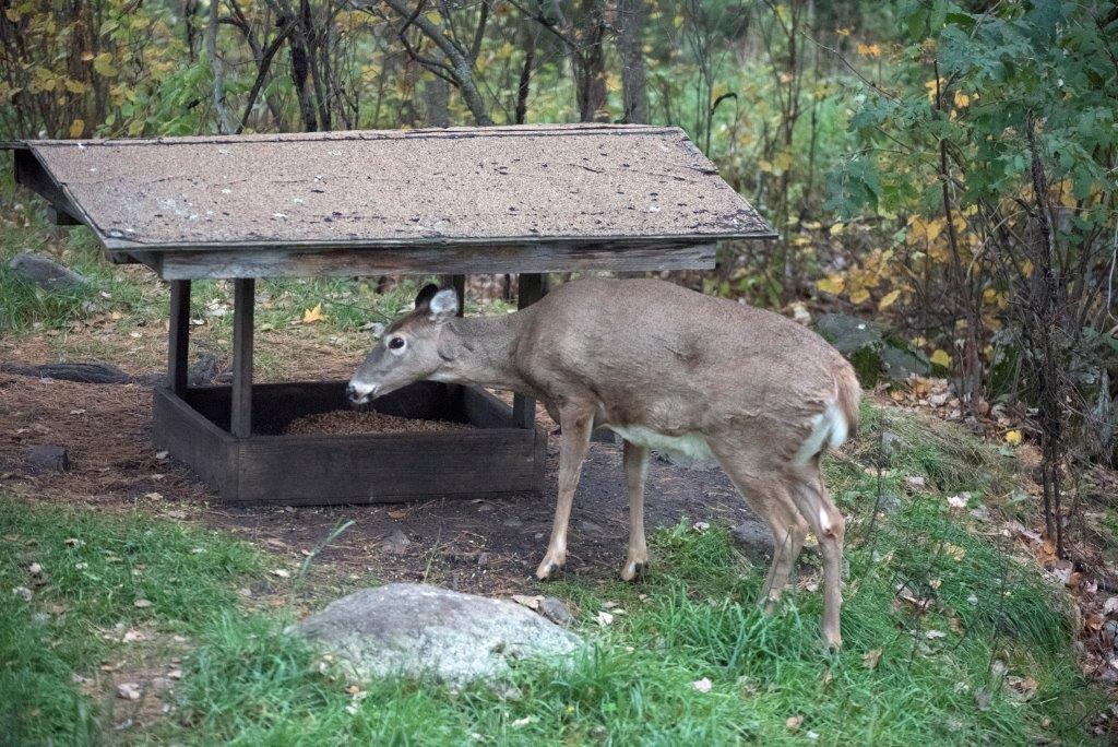 Deer at feeder