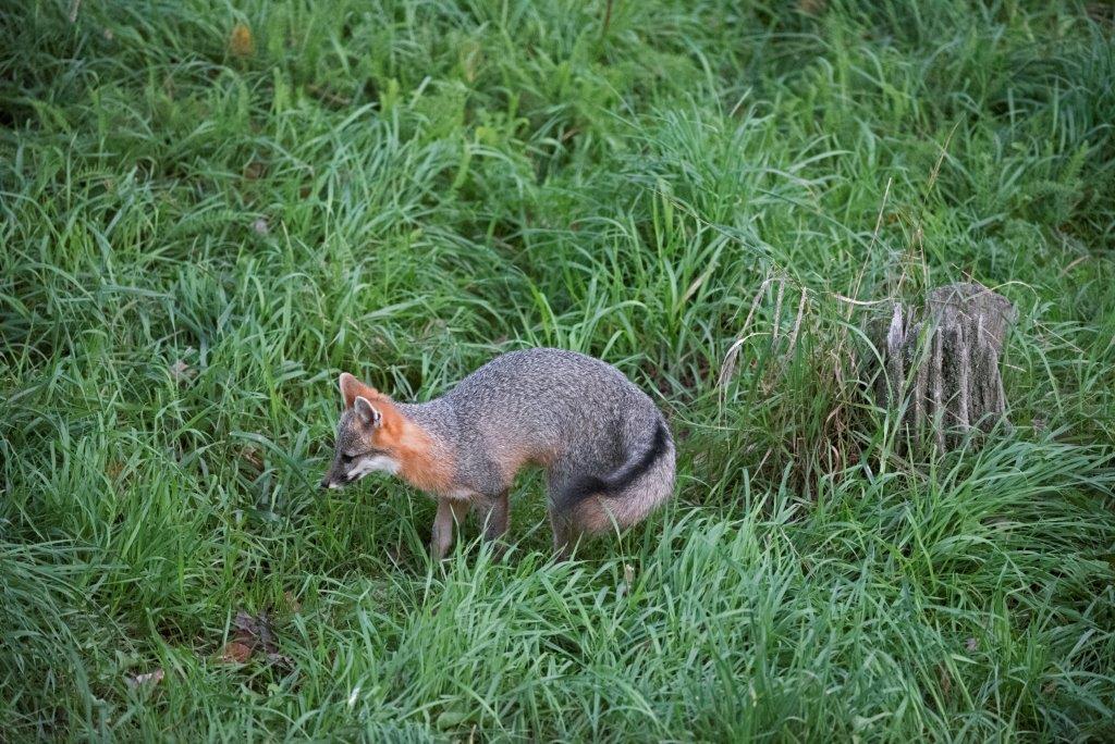 Gray fox hunting
