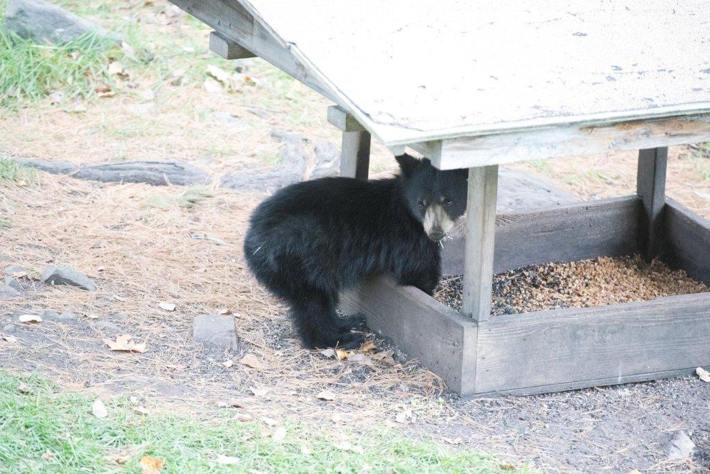 Cub at feeder
