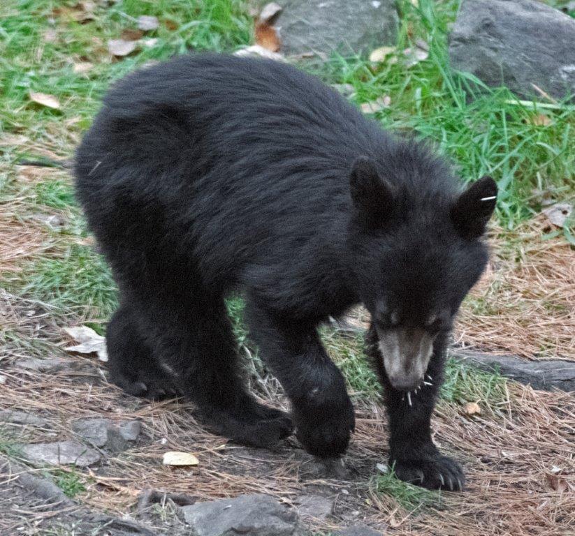 Orphaned cub with porcupine quills