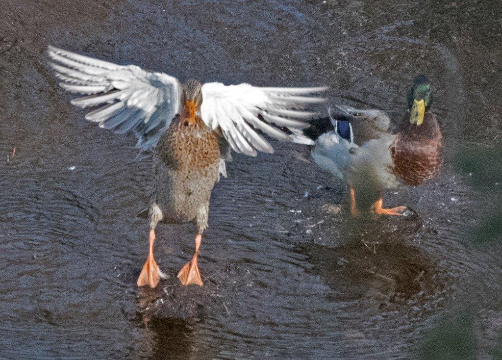 Mallard angel