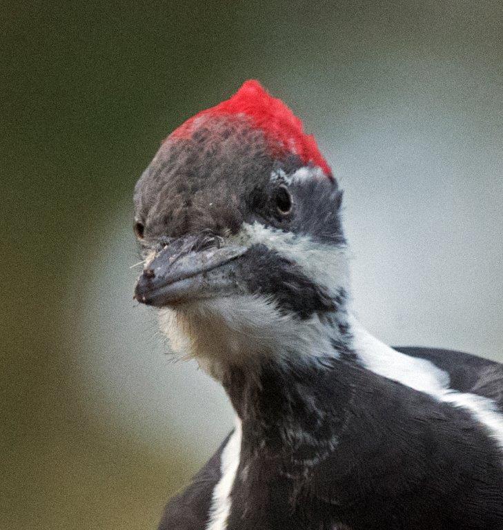 Pileated female